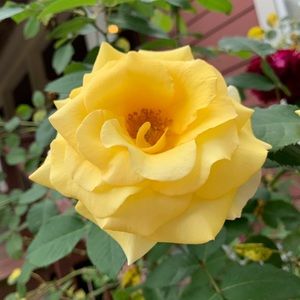 Meet your Posher, Avery